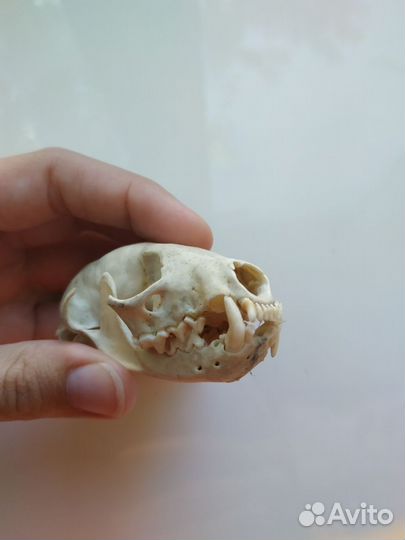 Коллекция, украшение