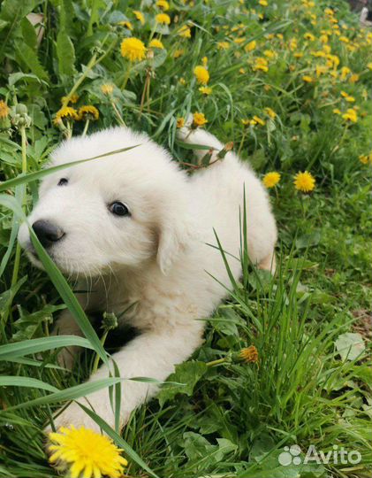 Охранная собака для семьи Пиренейская горная