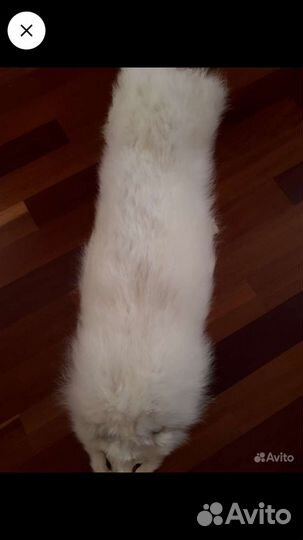 Мех песца чулок