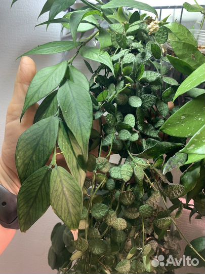 Хойи и дисхидии (hoya dischidia )