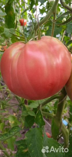 Помидоры домашние