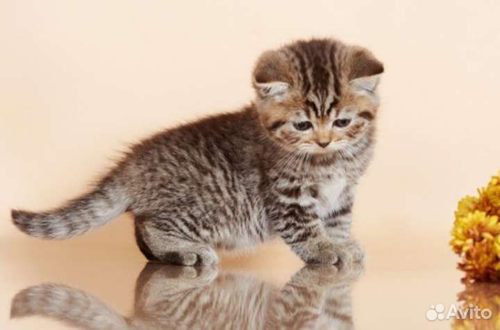 Шотландский мальчик пятнистый табби