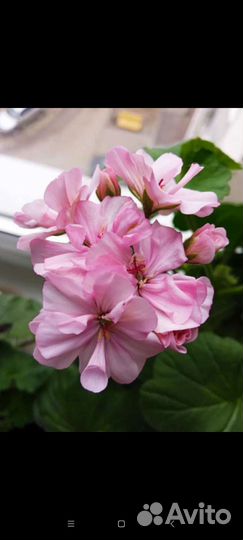 Герань пеларгония сортовая