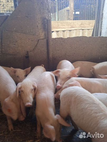 Продаются поросята цена договорная