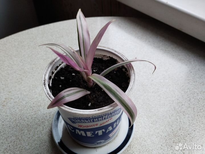 Комнатное растение традесканция