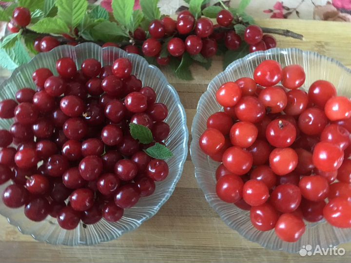 Вишня войлочная Красавица саженцы