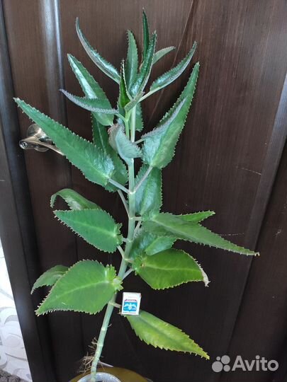 Каланхоэ лечебное