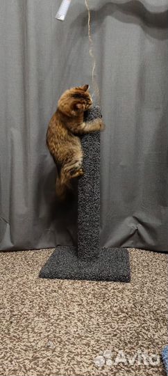 Когтеточка новая