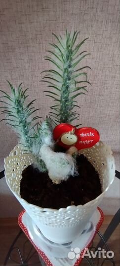 Кактусы и суккуленты