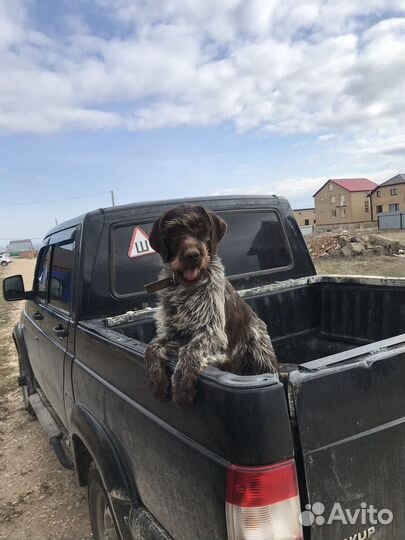 Дратхаар вязка