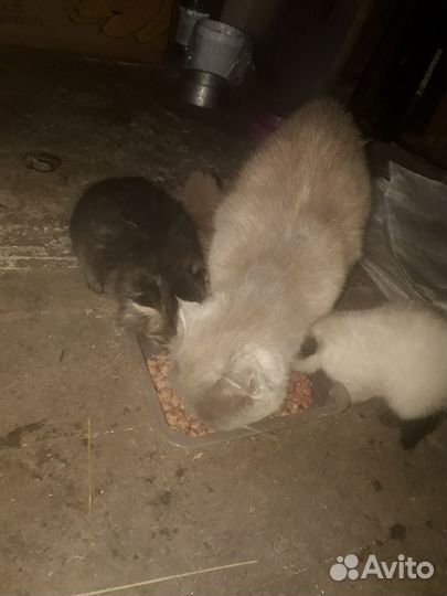 Кошка и котята
