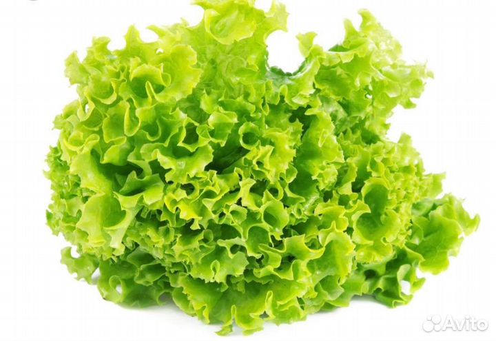 Кейл салат кудрявый (листовой), лук зелёный, укроп