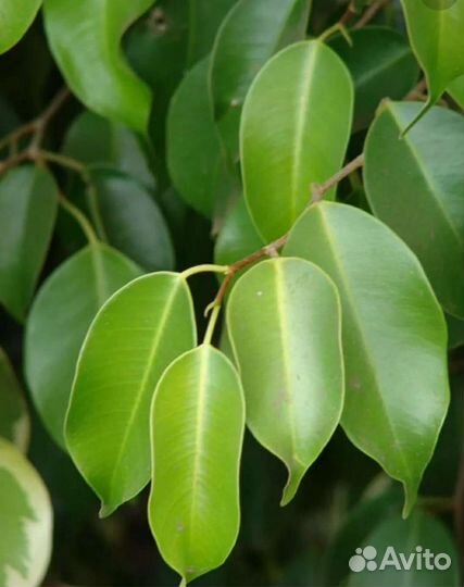 Фикус Бенджамина