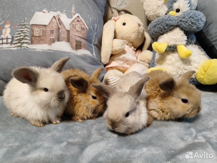 Декоративные карликовые крольчата