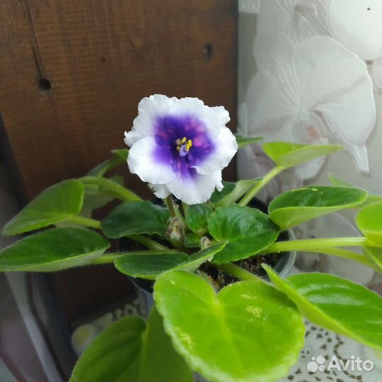 Сортовые фиалки