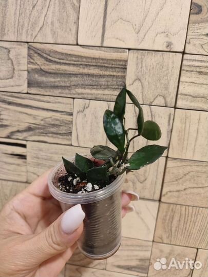 Хойя Black leaves