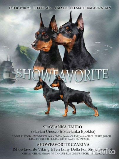 Щенки цвергпинчера - В Москве и Краснодаре