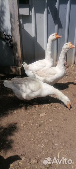 Молодые петухи, гуси, цыплята