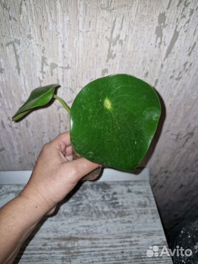 Пеперомия рейндроп