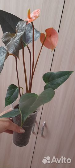 Антуриум рейнбоу чемпион