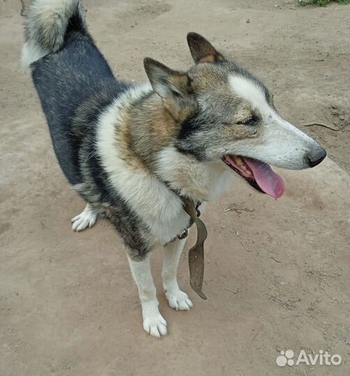 Щенки русско-европейской лайки