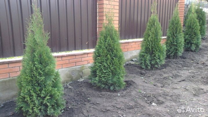 Саженцы туи Смарагд