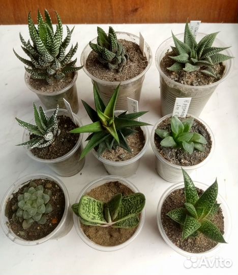 Хавортии (Haworthia)