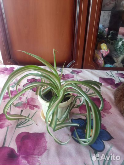 Комнатные цветы