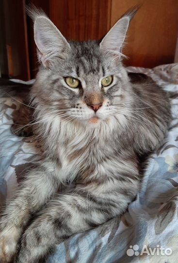 Котята мейн-кун