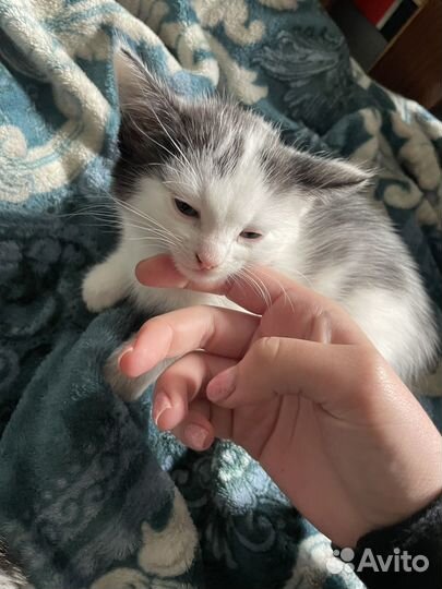 Котенок девочка в добрые руки