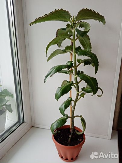 Каланхое лечебное