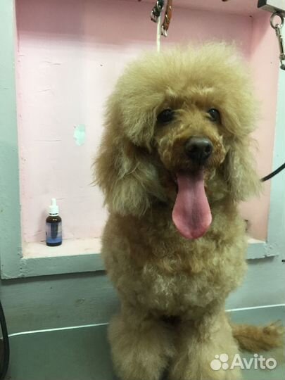 Груминг стрижка собак и кошек от