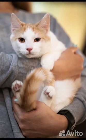 Котик из приюта