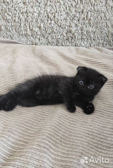 Шотладские котята