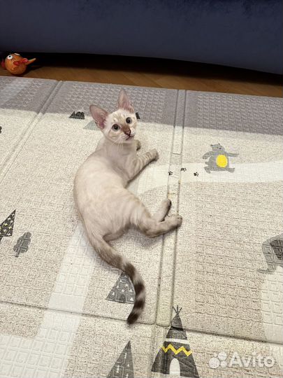 Бенгальский котенок 3 мес