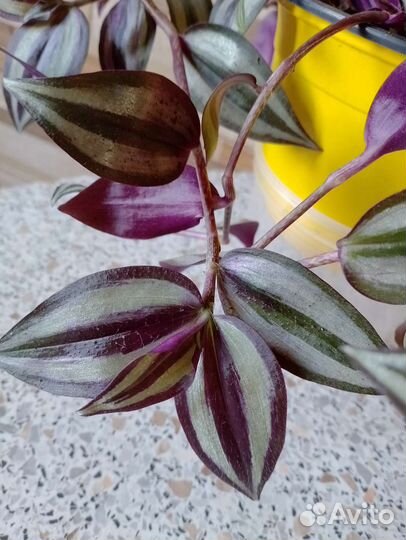 Традесканция зебрина