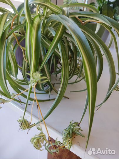 Хлорофитум кудрявый