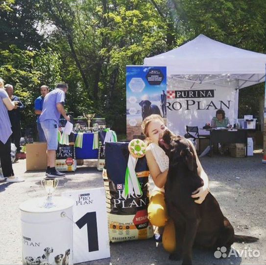 Услуги профессионального хендлера