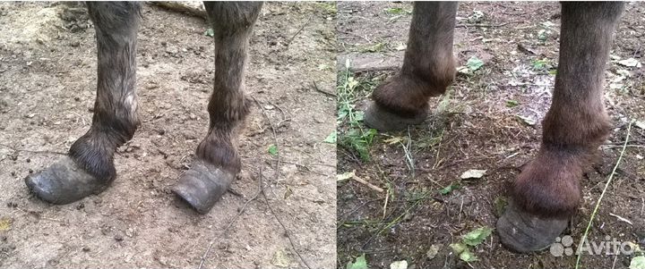 Расчистка копыт лошадей, ослов, пони, коров, коз