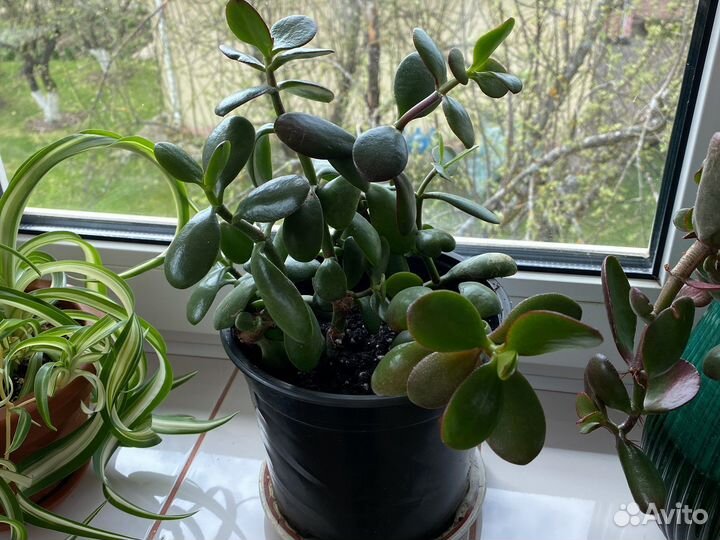 Крассула толстянка