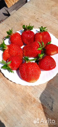 Рассада клубники Азия, Купчиха