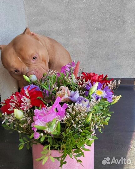 Американский булли вязка