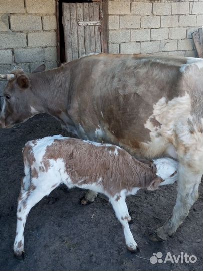 Корова с телëнком