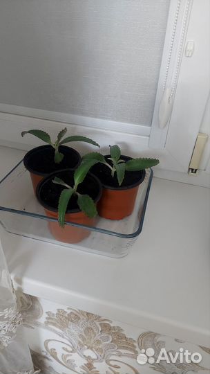 Калонхое лечебное