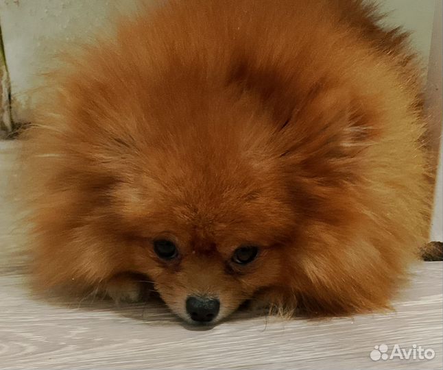 Померанский шпиц