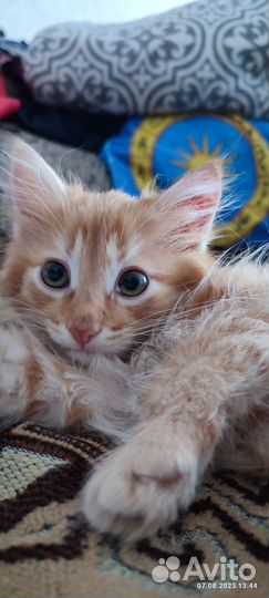 Рыжий котенок мальчик