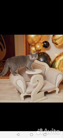 Британские котята