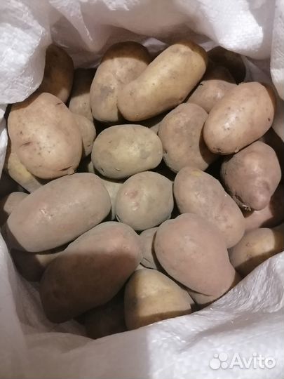 Продам картофель