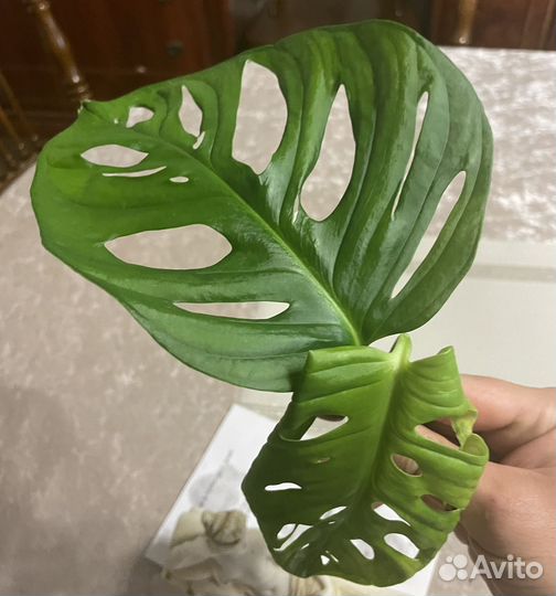 Монстера манки и кустовая