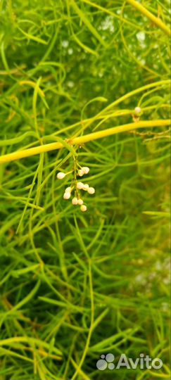 Комнатное растение аспарагус спаржа